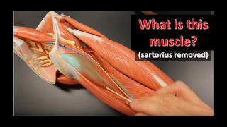 leg muscles anatomical models practical exam practice [upl. by Lerraf]