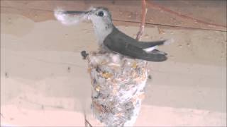 Hummingbird Building Nest Hummer Helper Nesting Material SE7021 [upl. by Ulah414]