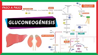 GlucoNEOgénesis síntesis de glucosa a partir de piruvato lactato glicerol y aminoácidos [upl. by Carlock]