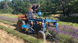 Colheita da lavanda na Provence [upl. by Eeliak]