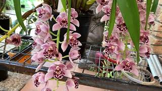 Australian Dendrobiums Gold Gold Gold Цимбидиум Бульбофилумы Цветут Cymbidium Bulbophillum bloom [upl. by Irej231]