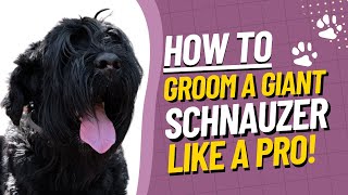 Giant Schnauzer Grooming Tutorial  How to Groom a Giant Schnauzer StepbyStep Guide [upl. by Onez204]