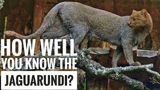 Jaguarundi  Description Characteristics and Facts [upl. by Rorry]