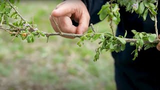 Control African boxthorn [upl. by Aninat]