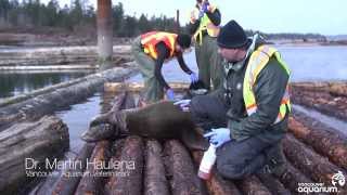 People free sea lion entangled in garbage [upl. by Renae]