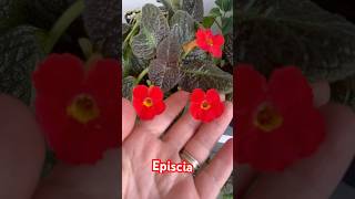 episcia menekşe plants cicek garden bitki menekşebakımı çiçek cicekbakimi plantlover [upl. by Petromilli]