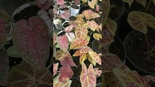 Rare bicolor Caladium collection caladium [upl. by Thier]