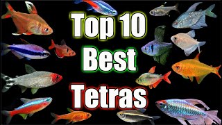 Top 10 BEST Tetras in The World [upl. by Feirahs790]