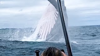 Giant Whale Jumps Out Of Nowhere  Incredibly Close Whale Encounters [upl. by Novj]