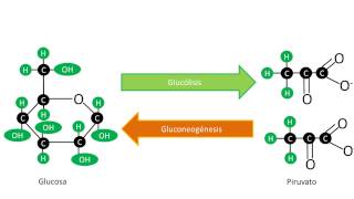 Gluconeogénesis  Síntesis de Glucosa [upl. by Anera]