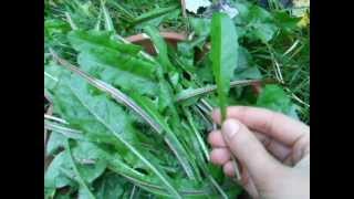 Dandelion greens how and when to pick them [upl. by Naol]