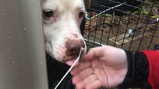 Hurricane Harvey Animal Rescue Team [upl. by Turk]