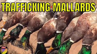 Duck Hunting Full LIMITS Kansas SE Zone Opener MALLARDS amp Gaddys [upl. by Rafi]