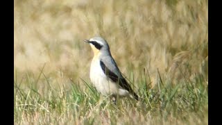 Northern wheatear Oenanthe oenanthe [upl. by Nnaillij]