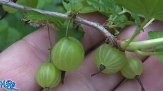 ⟹ Gooseberry  Ribes hirtellum  Fruit review 2018 [upl. by Llenwahs]