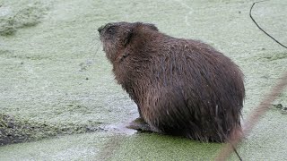 Muskrat eating duck weed [upl. by Proudlove963]