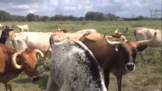 Corriente cows bred charolais [upl. by Maegan644]