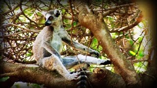 Madagascar Hijos de Lemuria parte 45 [upl. by Dawn221]