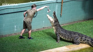 Robert Irwin Getting Murray Back Into His Enclosure [upl. by Kopple]