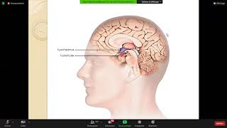 05 stress et maladie psychosomatique psychologie [upl. by Akeimahs]