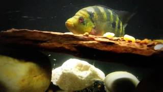 Pyro Trimac Cichlid Breeding Update  10262016 [upl. by Mulac636]