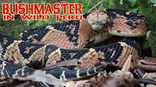 BUSHMASTER IN THE WILD IN PERU  HERPING PERU  LACHESIS MUTA [upl. by Assirak620]