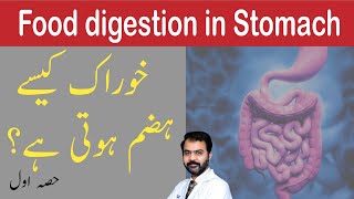 Digestion of food in stomach  Dr Ikram [upl. by Youlton514]