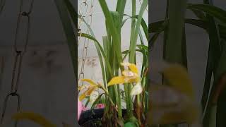 minha ❤️ orquídea maxillaria picta ❤️ florindo gardenplants floweringplants nature 💓 [upl. by Yonah]