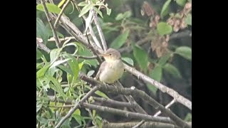 Spotvogel herkennen grauwe vliegenvanger tuinfluiter 110 Icterine warbler spotted flycatcher [upl. by Hollington712]