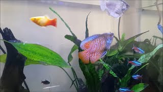 Pearl Gourami Care amp Tank Set up Guide [upl. by Ailati]