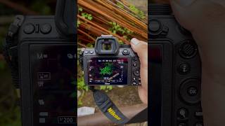 Nikon Z7 Camera amp Nikon NIKKOR Z 2470mm f4 S Lens 4K Natural Photoshoot [upl. by Arolf961]