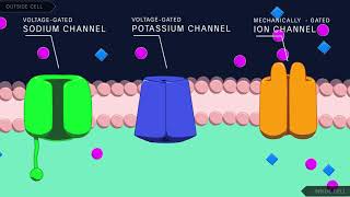 Action Potential in the Neuron [upl. by Sifan747]