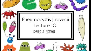 11 Pneumocystis Jirovecii [upl. by Marsha]