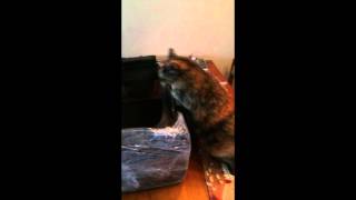 How to Nebulize Your Cat [upl. by Atnim]