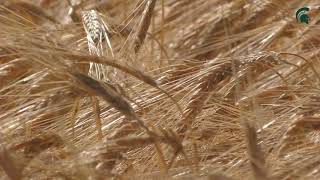 Winter Barley Varieties  Calypso amp Puffin [upl. by Lockhart]