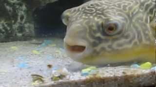 Tetraodon mbu  puffer fish Eating crab amp shrimp  Leon de Kogel  episode 2wmv [upl. by Duyne]