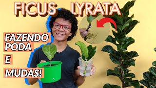 Ficus Lyrata Poda e geração de Mudas Tutorial completo com resultado final durante 8 meses [upl. by Vitale664]