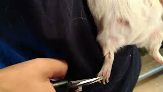 Hoe knip je de nagels van een cavia [upl. by Batchelor]