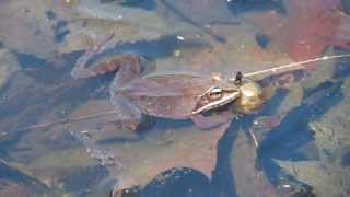 Wood Frog Calling [upl. by Blanch]