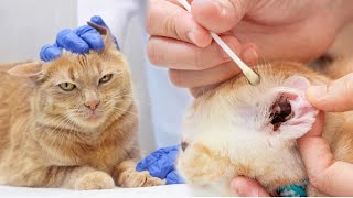 How To Clean Persian Cat Ears  Cat Ear Cleaning Solution  Cat ear mites removal  Ear Mites Cat [upl. by Suruat]