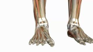 Muscles of the Foot Part 1  3D Anatomy Tutorial [upl. by Hakan]