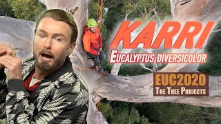 EUC2020  The Karri [upl. by Aicirtan327]