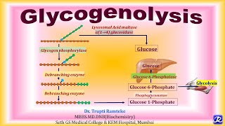 13 Glycogenolysis  Carbohydrate Metabolism  Biochemistry NJOY Biochemistry [upl. by Formenti752]