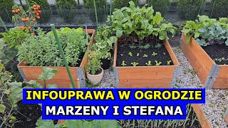 infouprawa W OGRODZIE Marzeny i Stefana Początkujący Ogrodnicy i Uprawa Pomidorów Arbuza Cukinii [upl. by Nyved533]