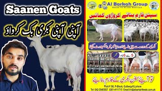 25 World Most Expensive Goats Breeds Of Pakistan ll Differnt Types of Goats Breeds in Pakistan [upl. by Junno]