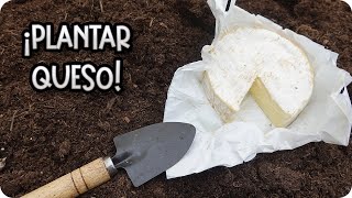 PLANTAMOS QUESO EN EL HUERTO  Como Plantar La Planta De Queso  Paederia Lanuginosa [upl. by Esenahs688]