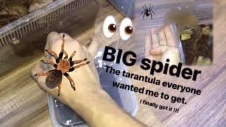 That TARANTULA everyone wanted me to get  I FINALLY GOT IT [upl. by Berta]