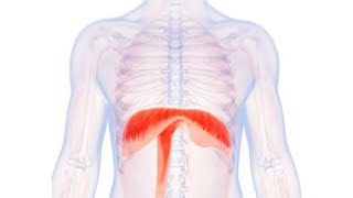 Uloga dijafragme u disanju pravilan i pogrešan obrazac disanja [upl. by Musser261]