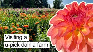 Visit A UPick Dahlia Farm With Me  Arranging Cut Flowers  Lynch Creek Dahlia Farm [upl. by Aehcim681]