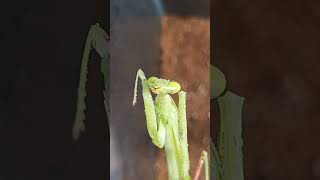 Adult cleaning herself  17 insect prayingmantis animal shorts pets hierodula membranacea [upl. by Etrem]